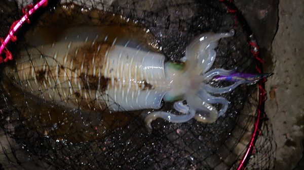 エギングの釣果実例写真。2.7㎏のオスのアオリイカがタモに入っている様子。エギはヤマシタエギ王Kのパープルシャドウ。