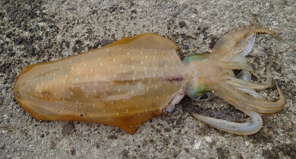 筆者の釣果のアオリイカ。約1.2kgの個体。