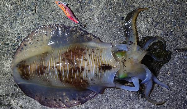 2.68kgのオスのアオリイカ。横にはヒットエギであるエギ王Kカクテルオレンジがおかれている。