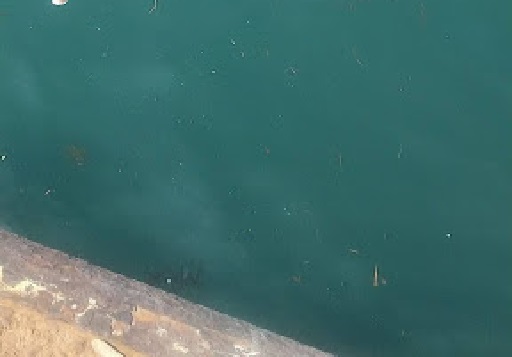 御前崎西埠頭のヘチ