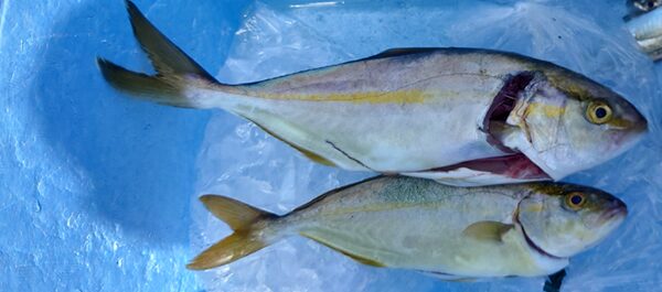 筆者の釣果写真。ショゴ(小型のカンパチ)
