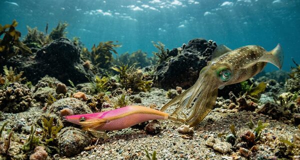 海底付近でフォールするエギと、それに近付くアオリイカの実写調イラスト