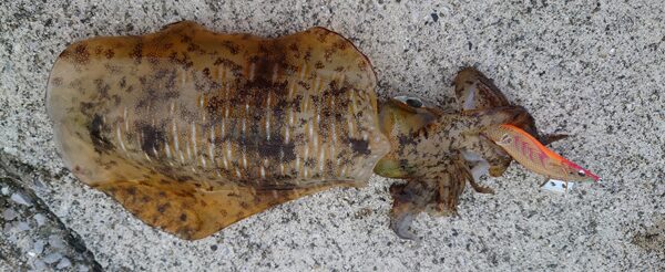 筆者の釣果のアオリイカ。オレンジ色のエギが抱かれており、エギには噛み跡がついている。