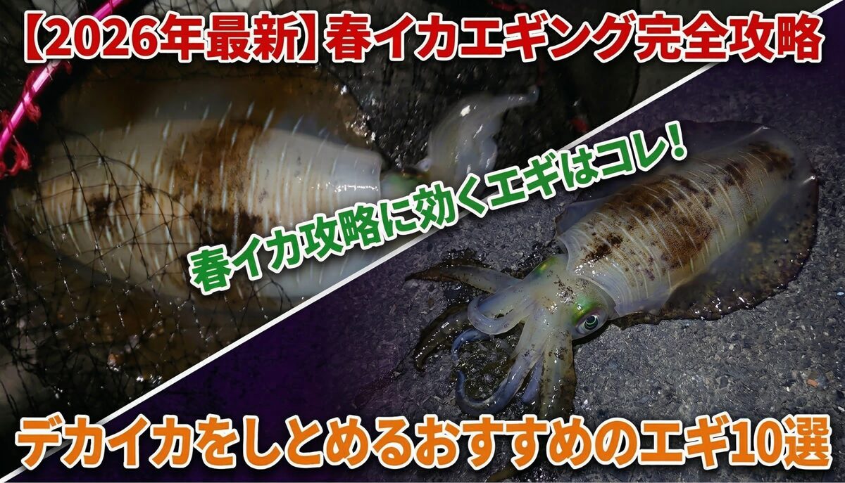 春イカエギングのおすすめのエギ10選の記事のアイキャッチ画像。記事内容の説明と、筆者の釣果のアオリイカが写っている。