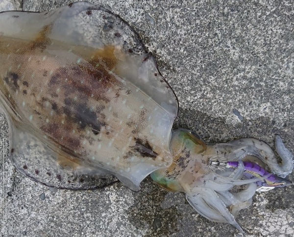 御前崎港での釣果のアオリイカとエギ王Kパープルシャドウ