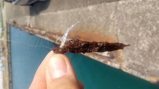 ワームについてきた藻