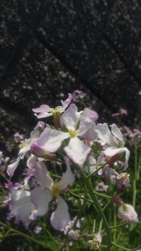 道端の花の接写