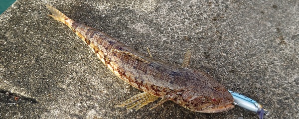 筆者の釣果写真。エソ。