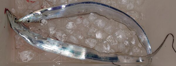 筆者の釣果写真。太刀魚。