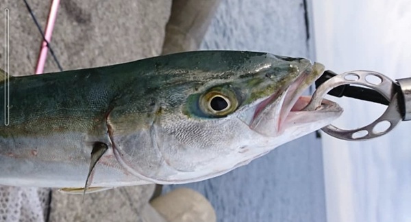 フィッシュグリップにぶら下がっているイナダ(小型ブリ)の写真