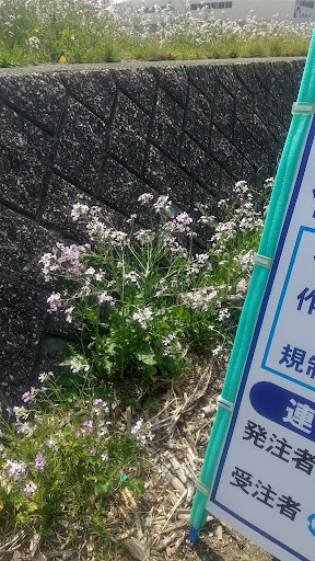 道端の花