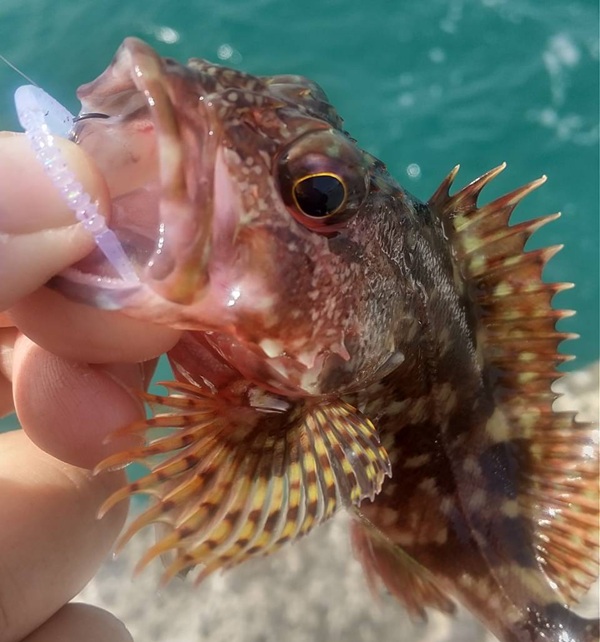 釣果カサゴ１