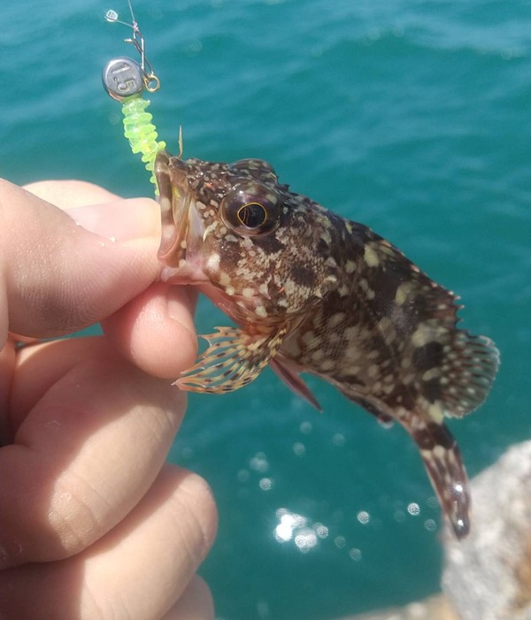 釣果カサゴ６
