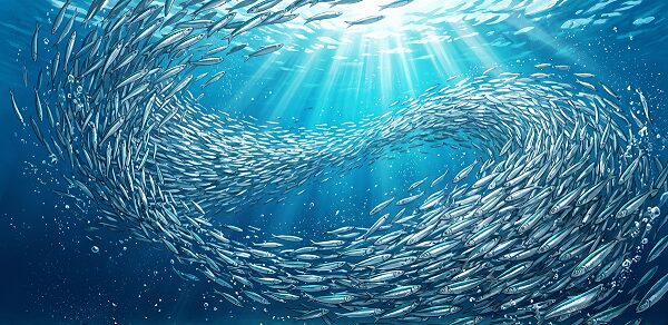 ベイト(カタクチイワシ)が海中で大量に泳いでいる様子