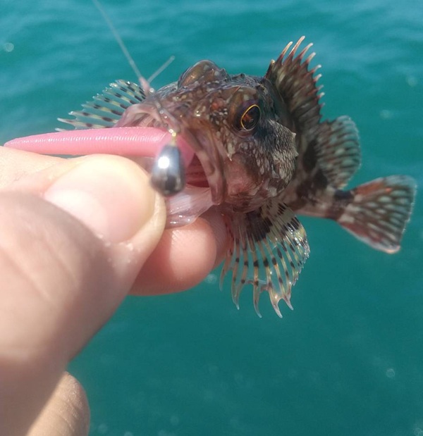 釣果カサゴ５