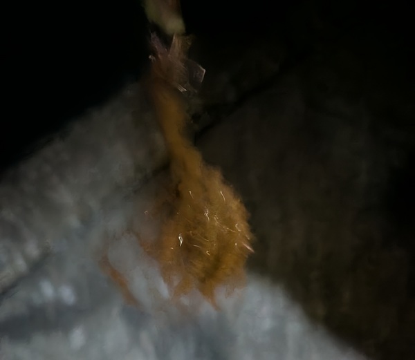 激しくブレたタコの写真