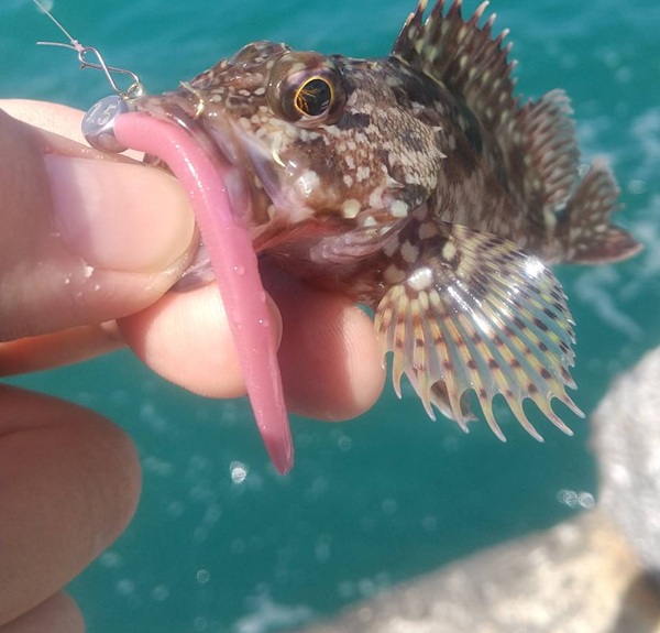 釣果カサゴ４