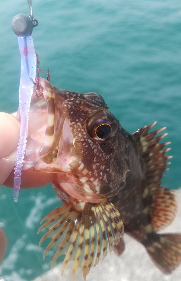 釣果カサゴ２