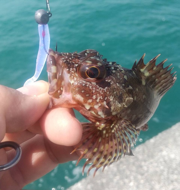 釣果カサゴ３