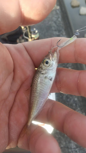 釣果豆アジ