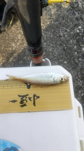 釣果豆アジ(メジャーの上)
