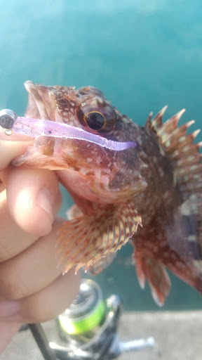 釣果カサゴ