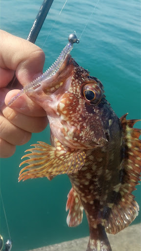 釣果カサゴ