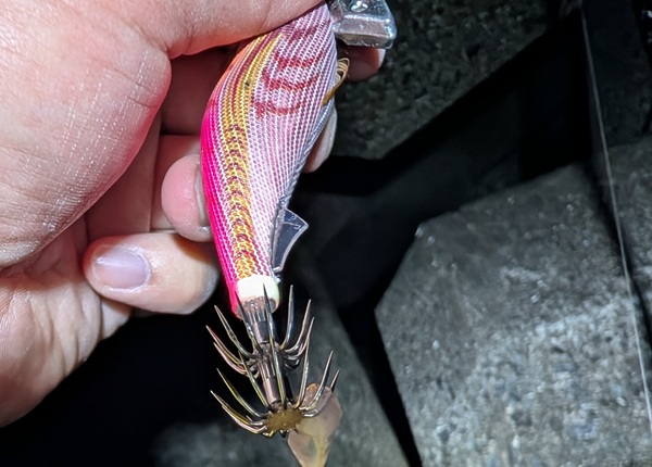 エギと身切れしたイカのごく一部
