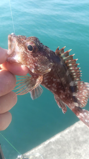 釣果カサゴ
