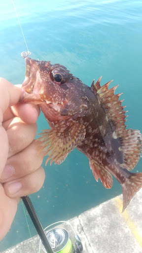 釣果カサゴ