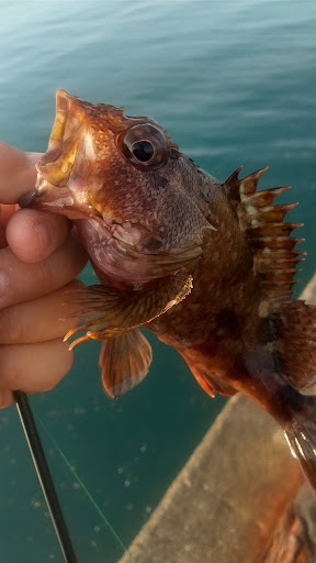 釣果カサゴ
