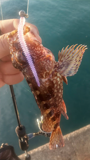 釣果カサゴ
