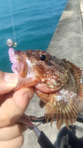釣果カサゴ