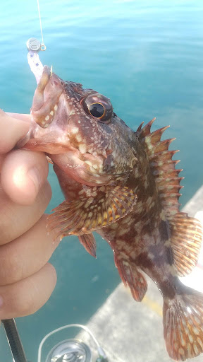 釣果カサゴ