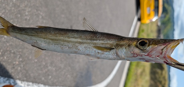 釣果のカマス