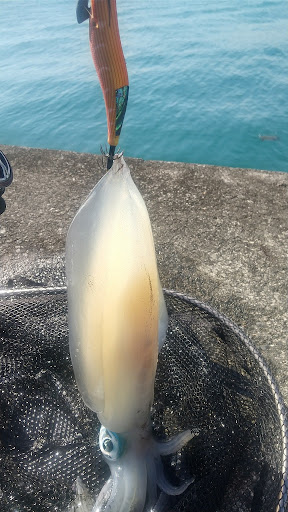 釣果アオリイカ。実績エギであるプロスペックにひっかけている。