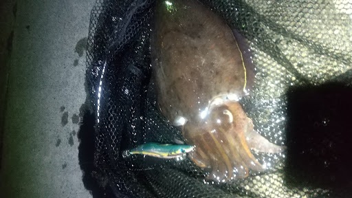 釣果の紋甲イカ