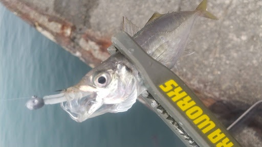 釣果アジ