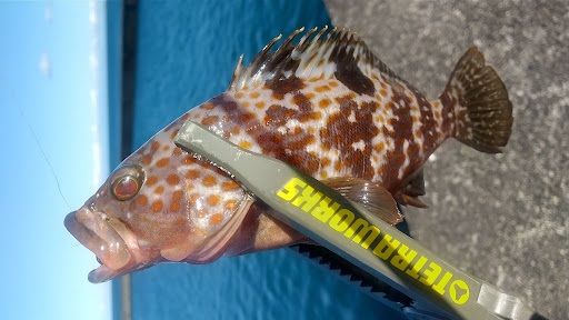 フィッシュグリップでキジハタを持っている