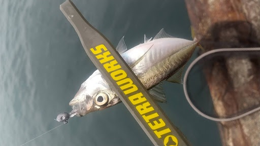 釣果アジ
