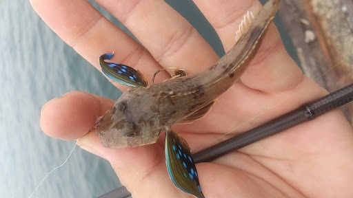 釣果ホウボウ
