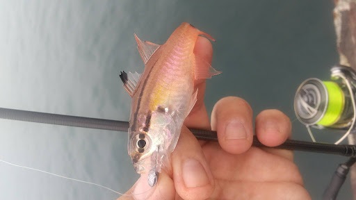 釣果きんぎょ