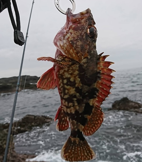 釣果の34cmのカサゴ