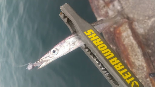 釣果カマス