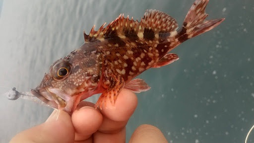釣果カサゴ